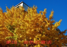 【芝罘区.塔山社区】家园，金色的童话