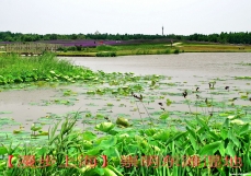 【漫步上海】崇明东滩湿地