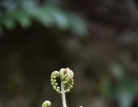 花草不言却芬芳了人间