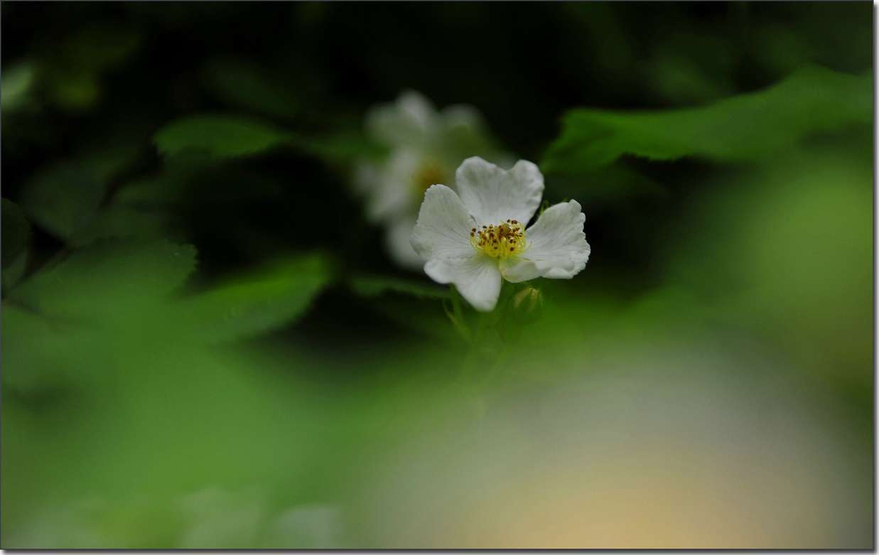 琼花 (511).jpg