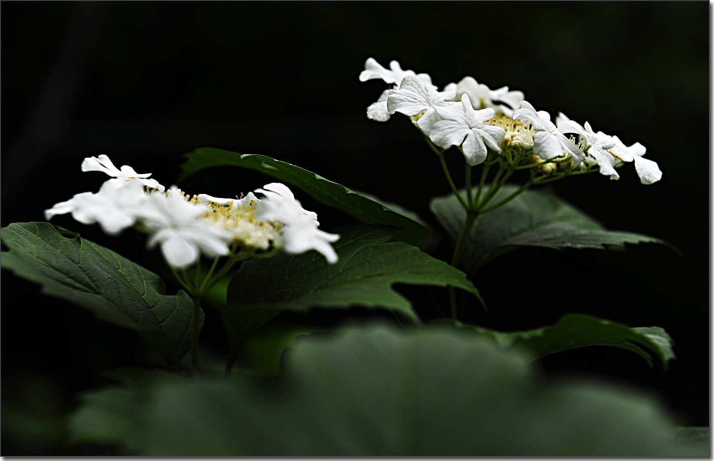 琼花 (164).jpg