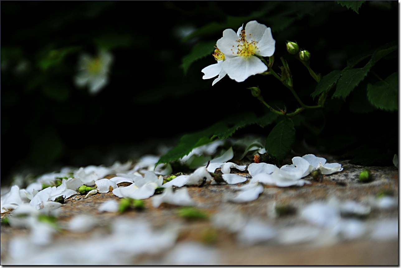琼花 (269).jpg