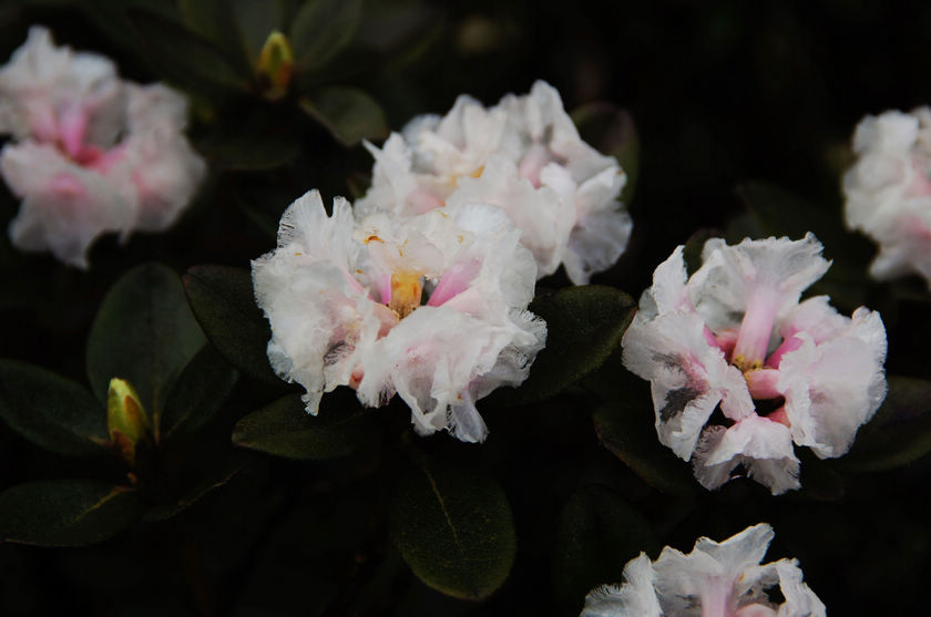 DSC01104.JPG