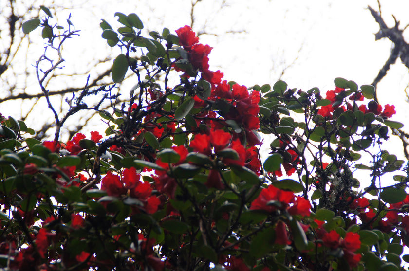 DSC01339.JPG
