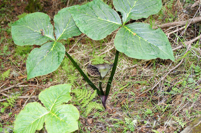热带植物