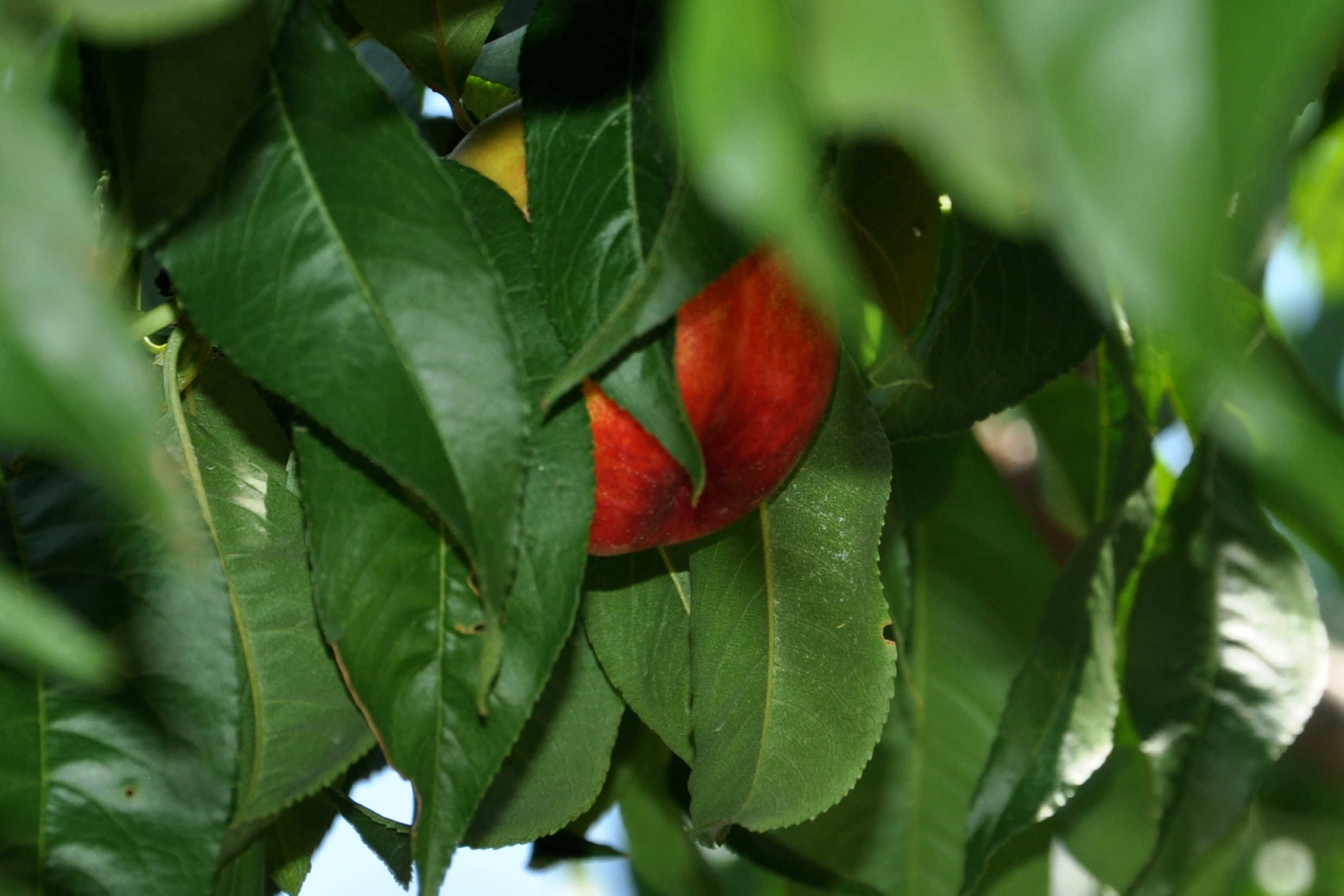 nEO_IMG_DSC_0398.jpg