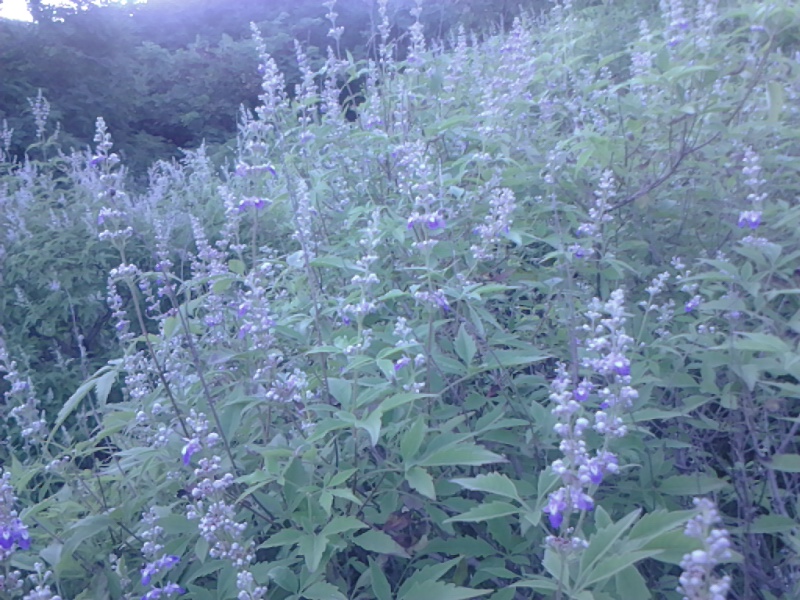 IMG_20130702_181258.jpg