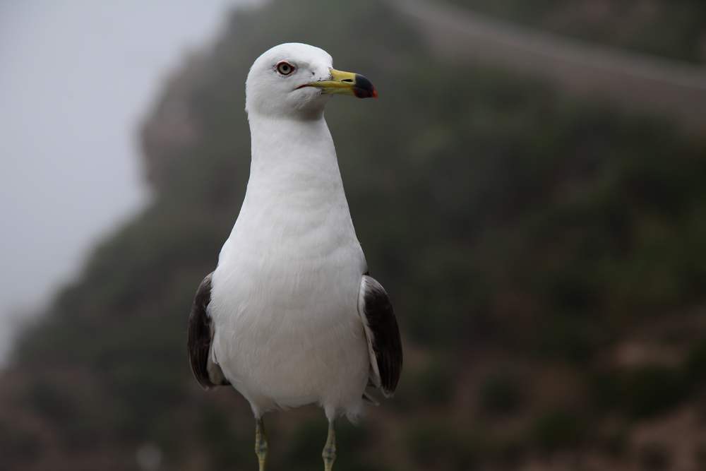 海驴岛 813.jpg