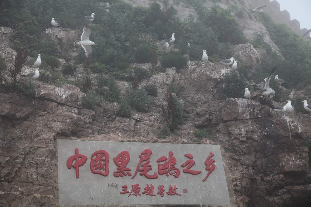 海驴岛 336.jpg