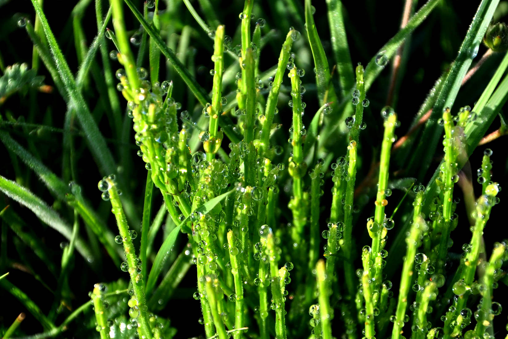 nEO_IMG_DSC_3816=.jpg