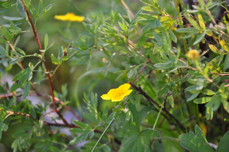 DSC_0984_conew1.jpg