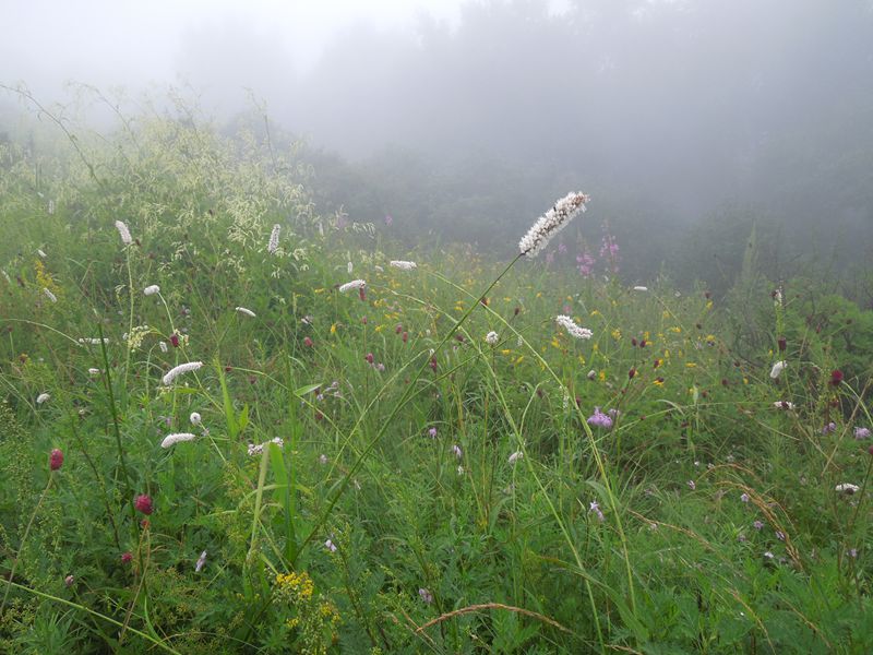 DSCN0737.JPG