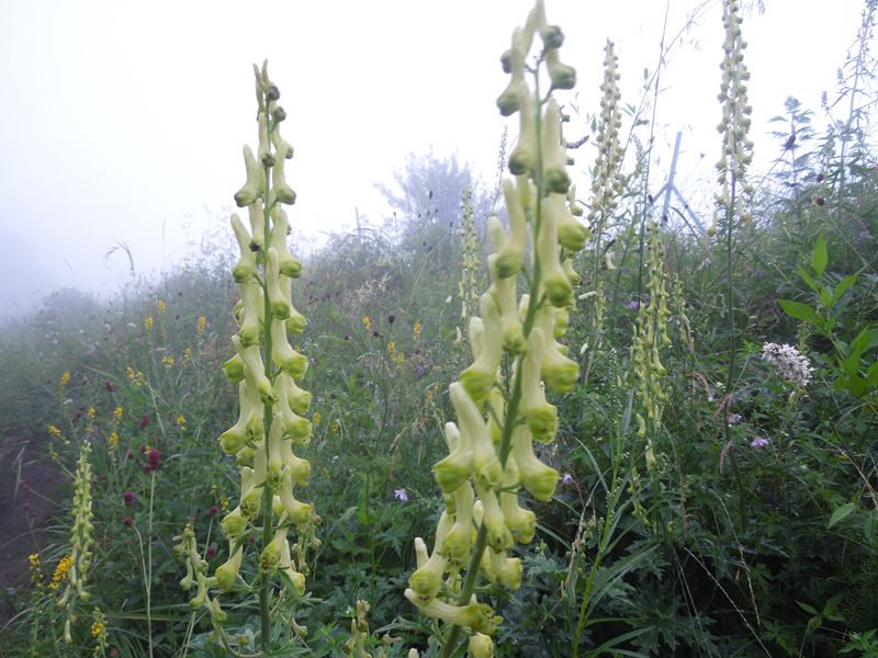 DSCN0765.JPG