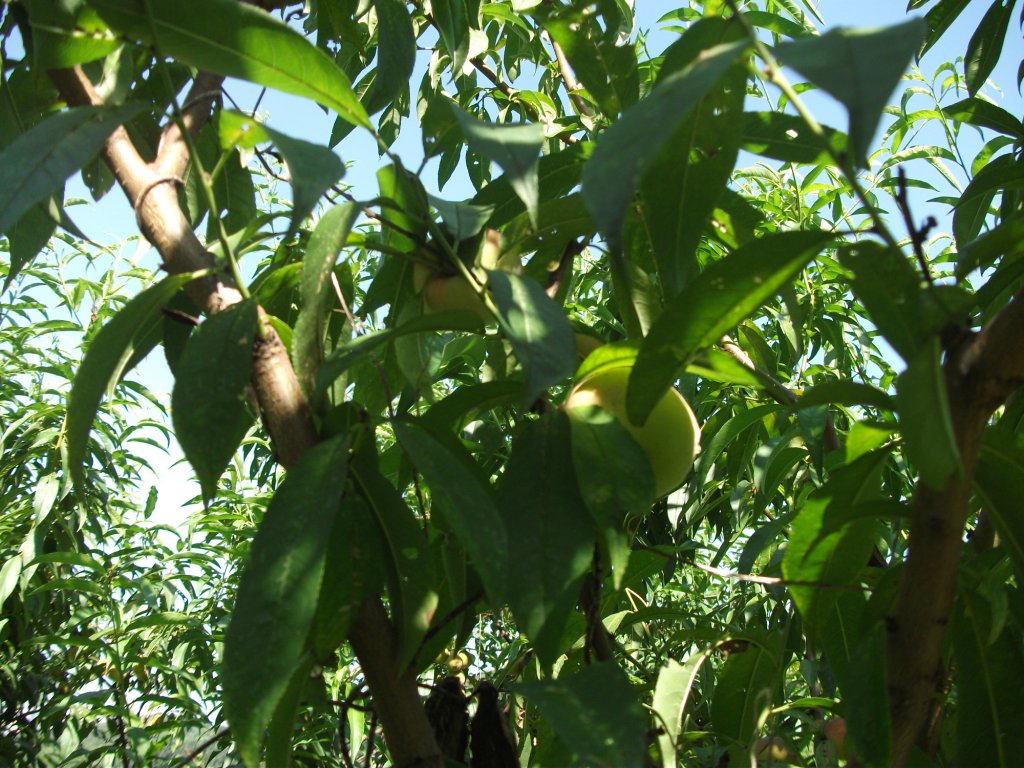DSCF4080.JPG