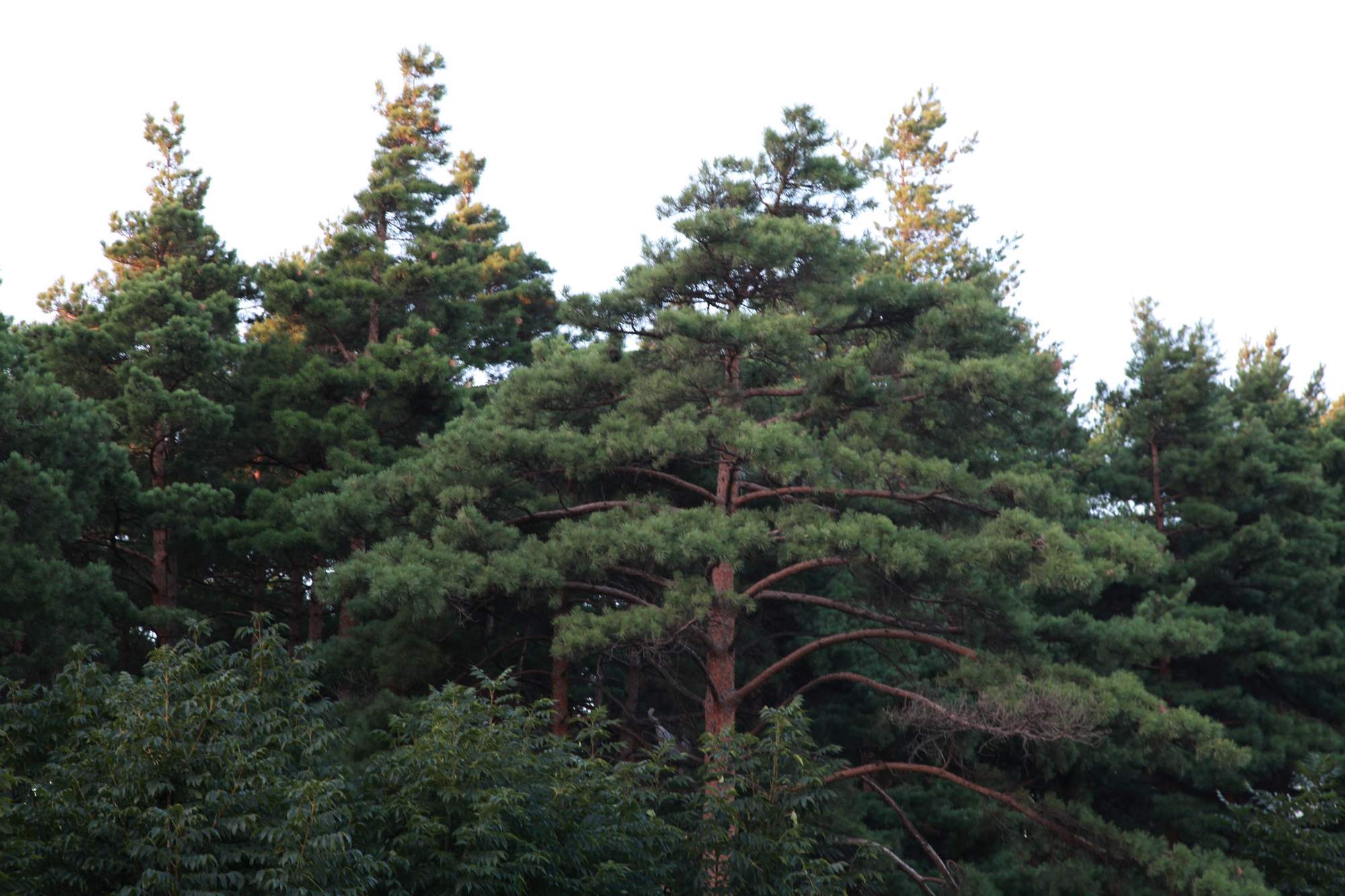 长白山 308.jpg