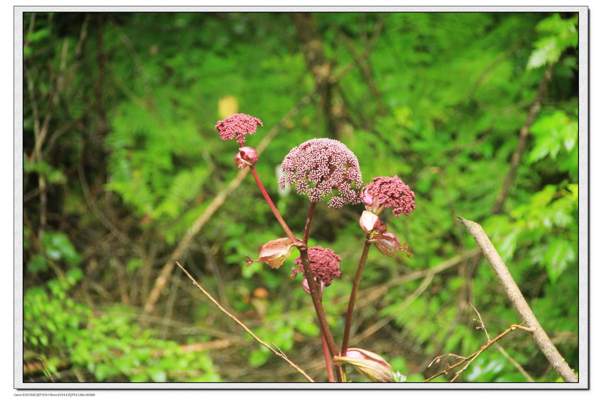 nEO_IMG_照片 962.jpg