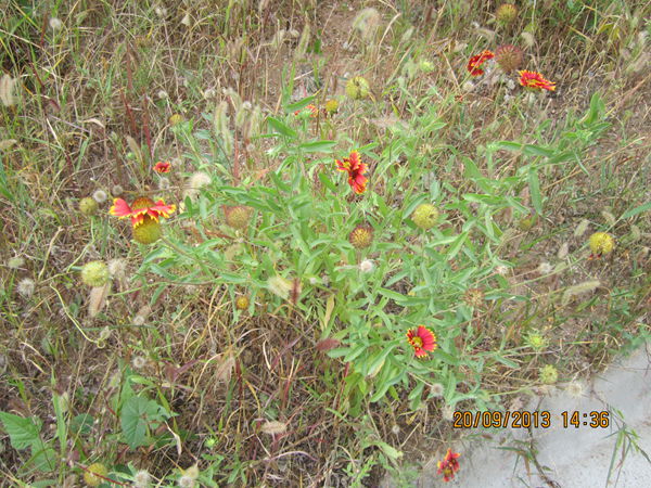 IMG_0628.jpg