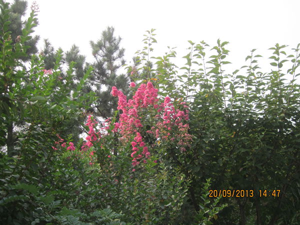IMG_0650.jpg