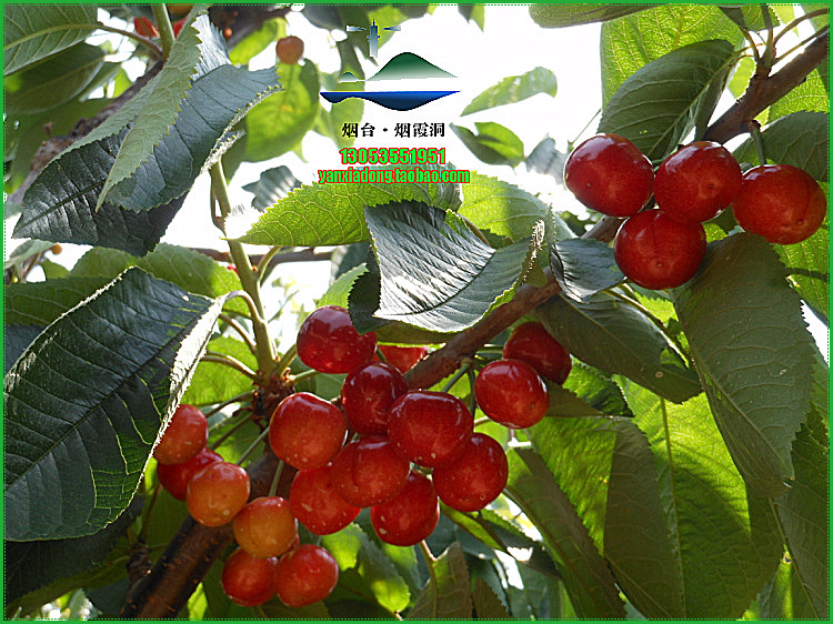 照片 914.jpg