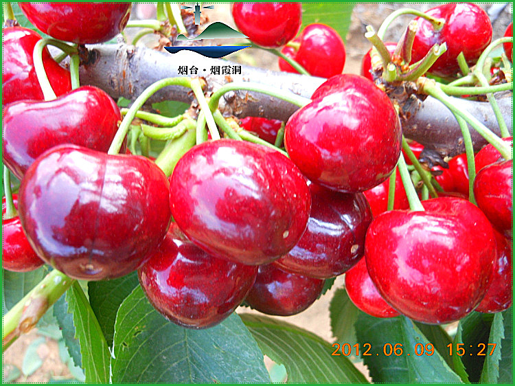 DSCN0528.jpg