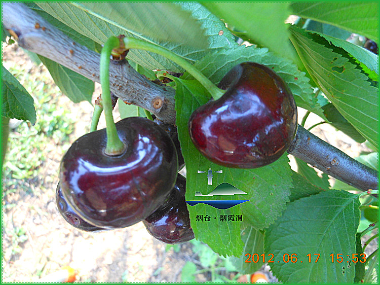 DSCN0958.jpg