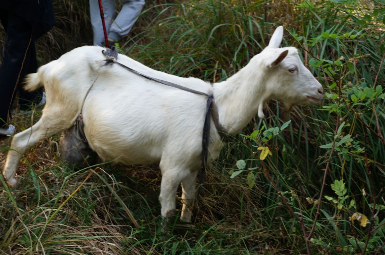 dsc02529_conew1.jpg