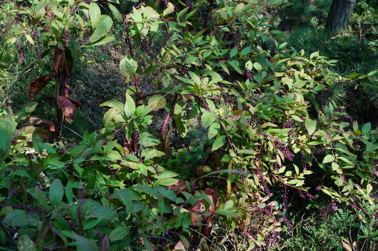 dsc02694_conew1.jpg