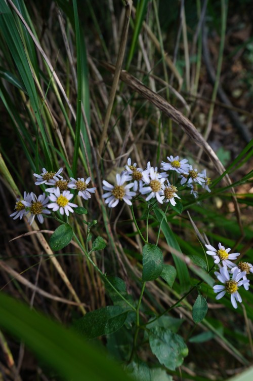 dsc02700_conew1.jpg