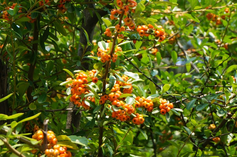 dsc02716_conew1.jpg