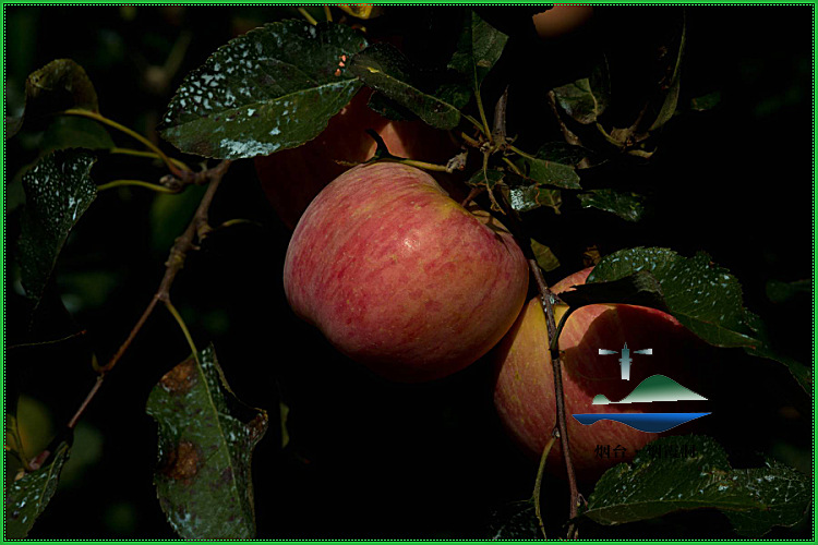_A0A6655.jpg