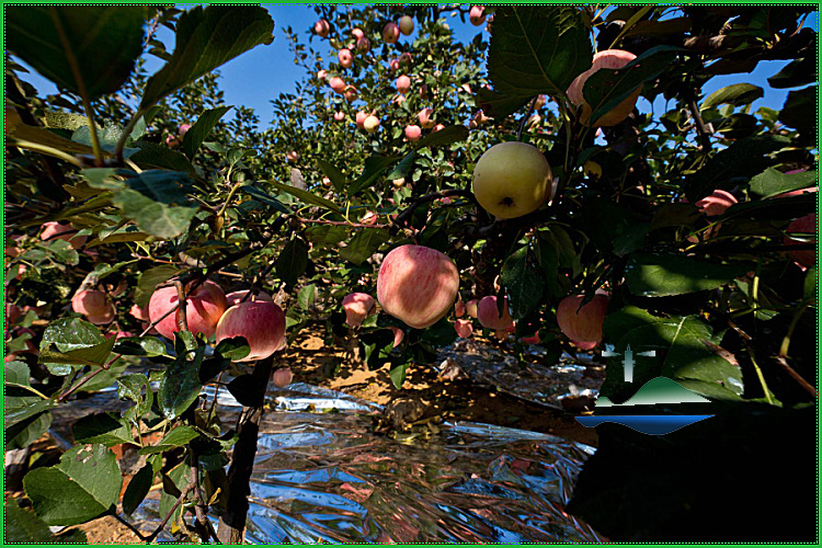 _A0A6690.jpg