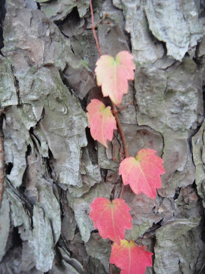 DSC03224.jpg