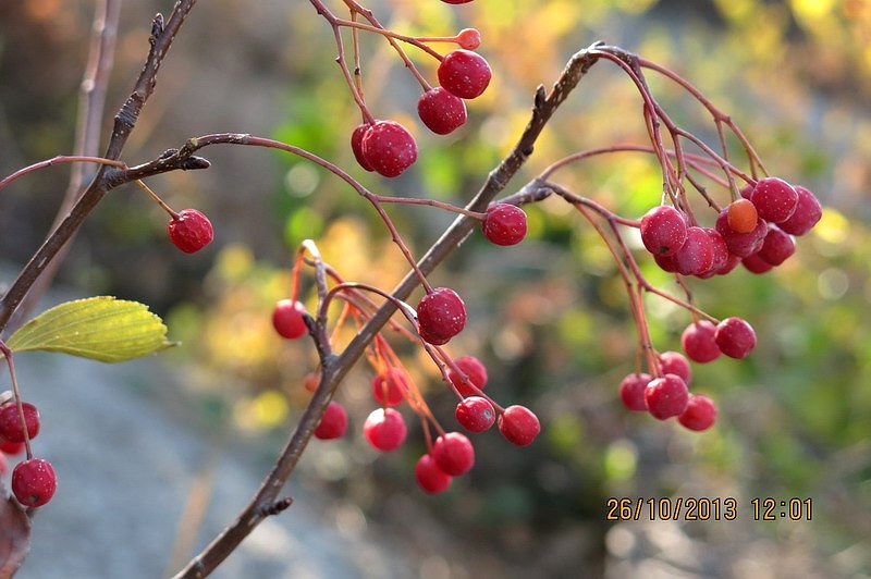 IMG_2616_缩小大小.JPG
