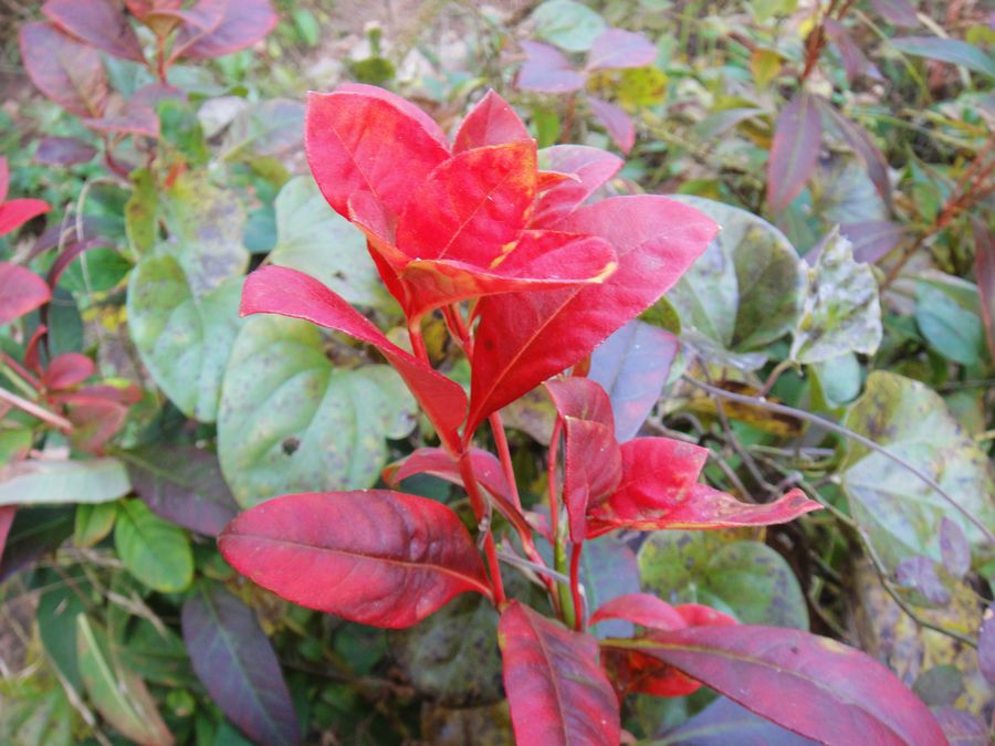 DSC03379.jpg