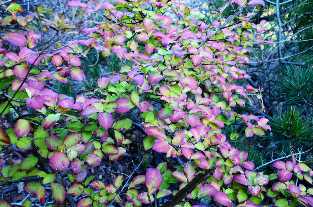 DSC_3319.jpg