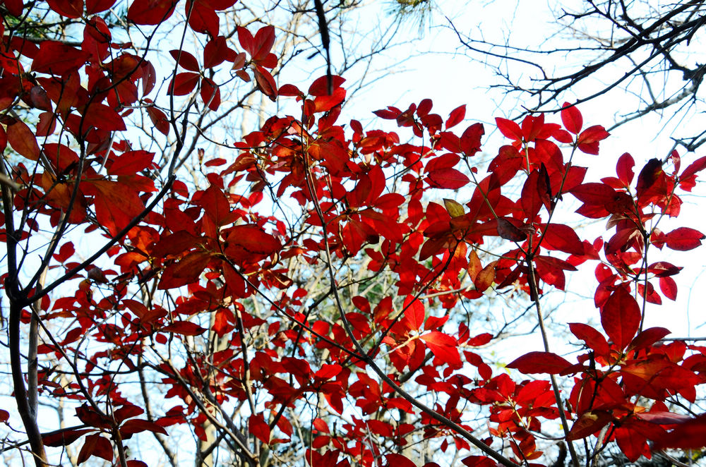 DSC_3339.jpg