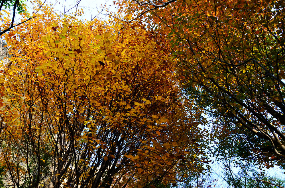 DSC_3371.jpg