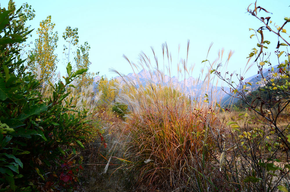 DSC_3456.jpg