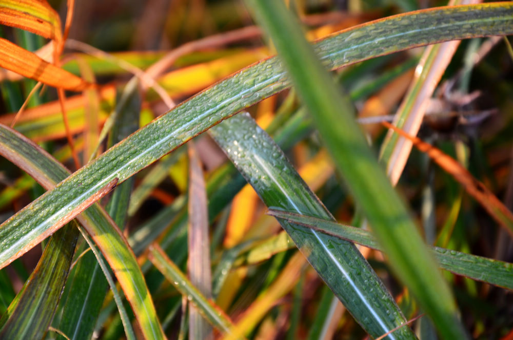 DSC_3156.jpg