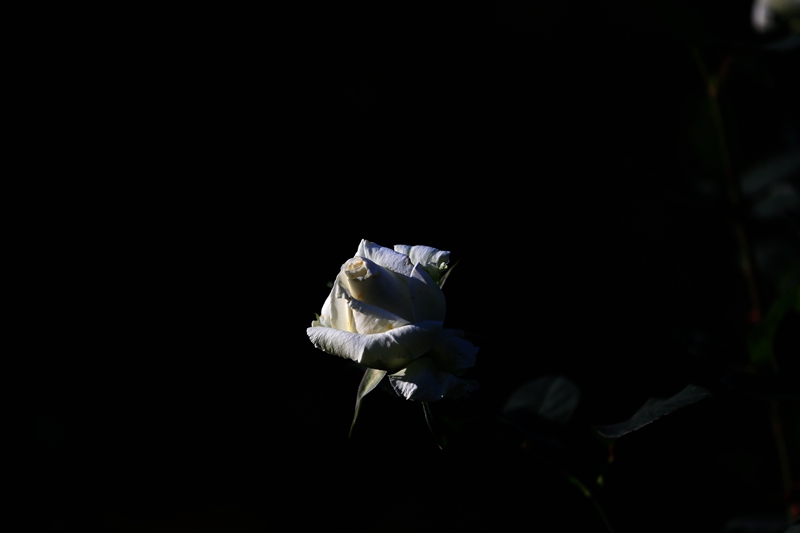 4B8A3781_副本_副本.jpg