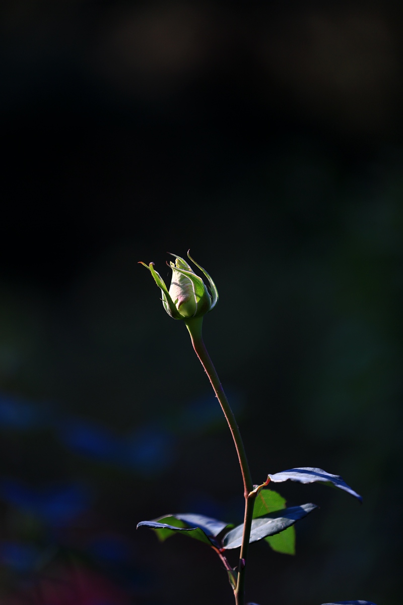 4B8A3788_副本.jpg