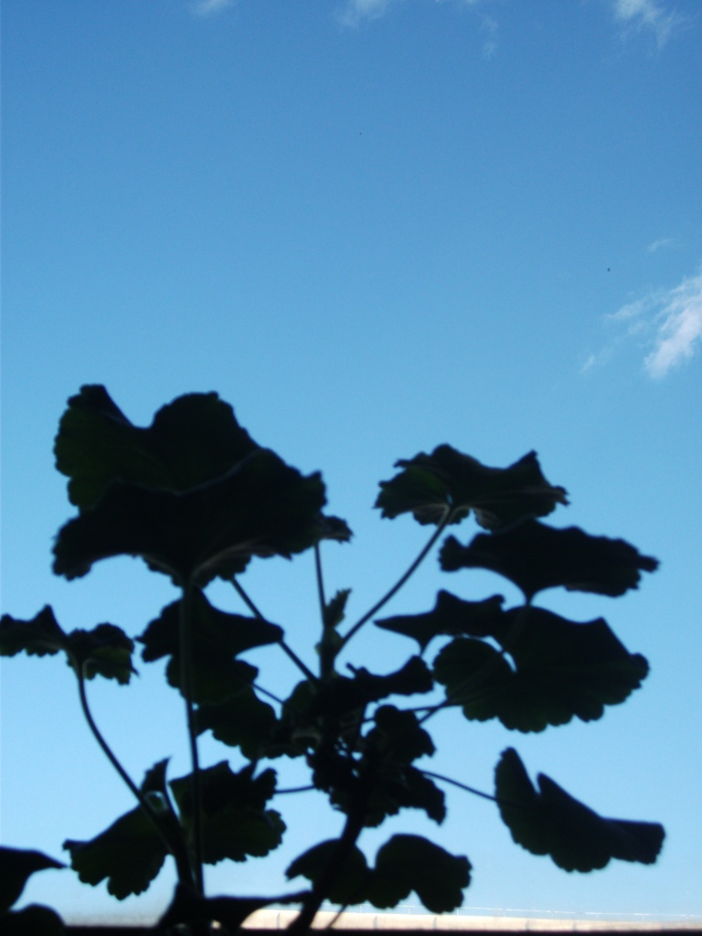 DSCF4542.JPG