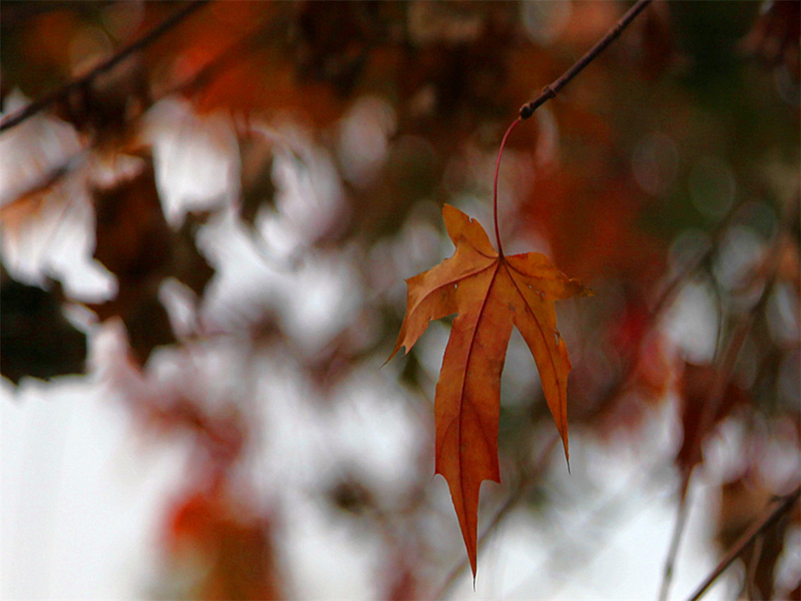IMG_4924_副本.jpg