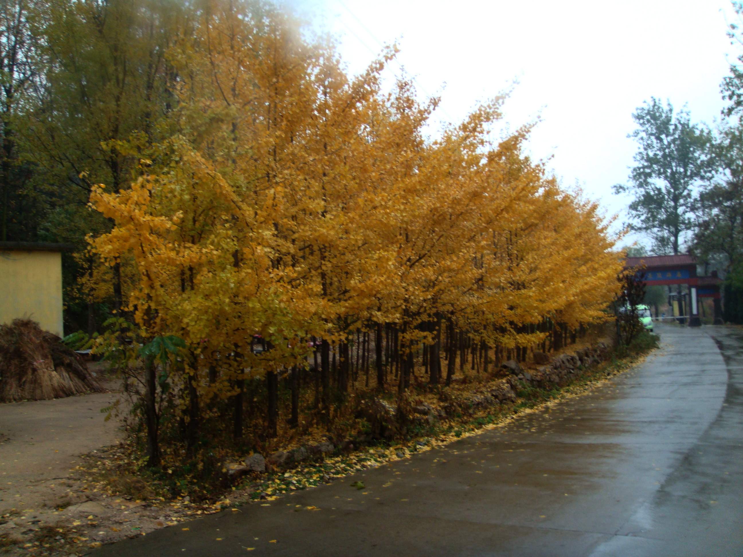 DSC06646.jpg