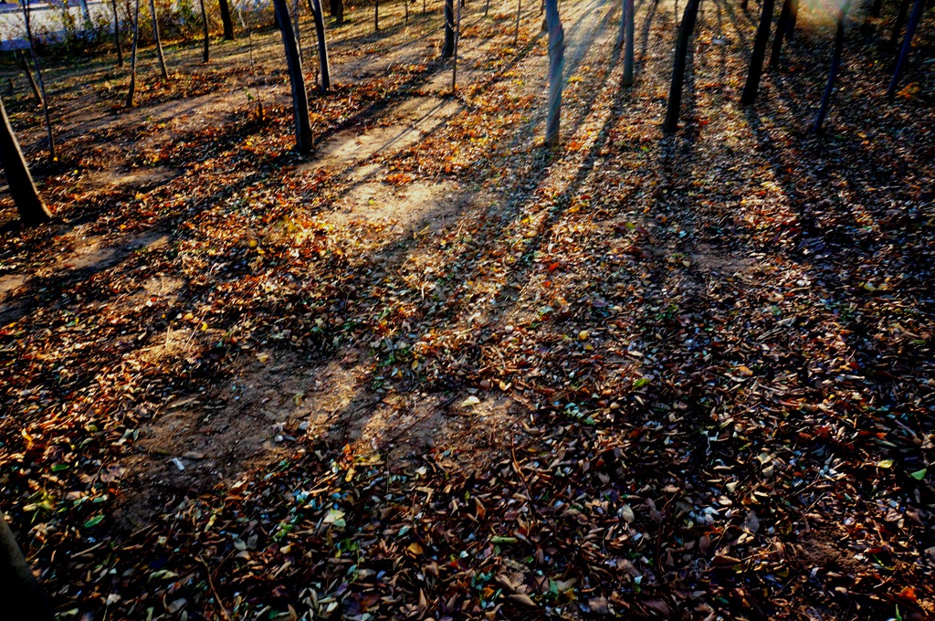 _111115.jpg