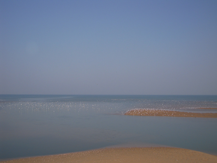 海鸥 5.jpg