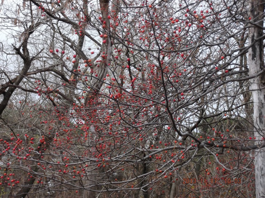 psbCALYHRSE.jpg