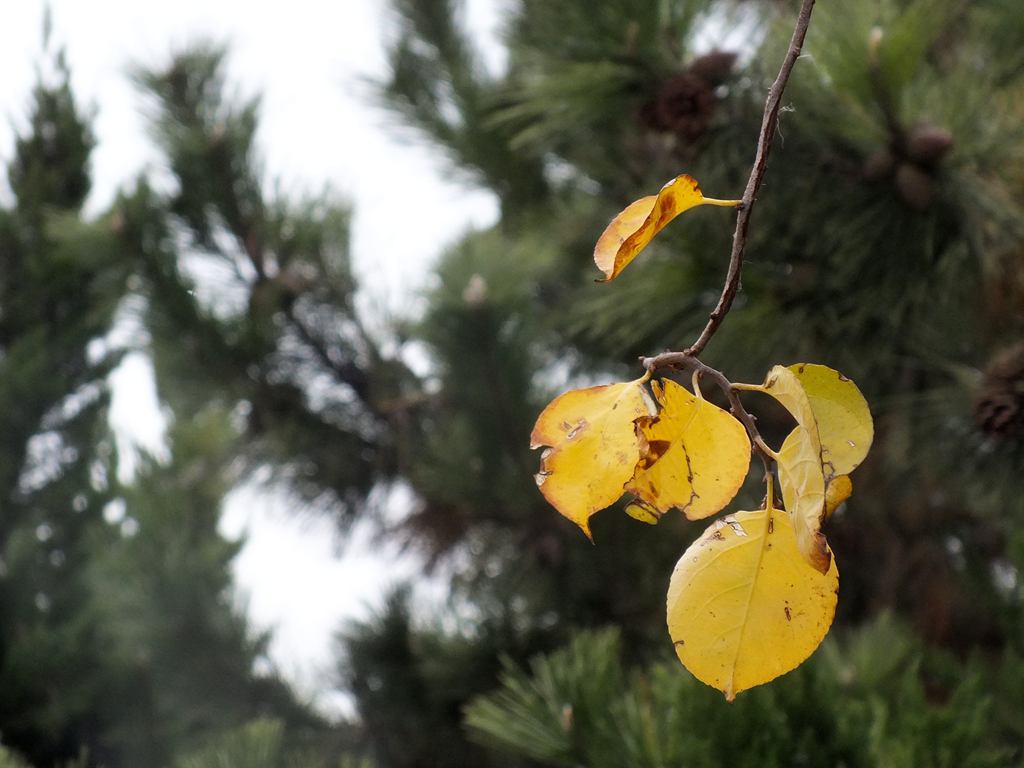 DSCF9664.jpg