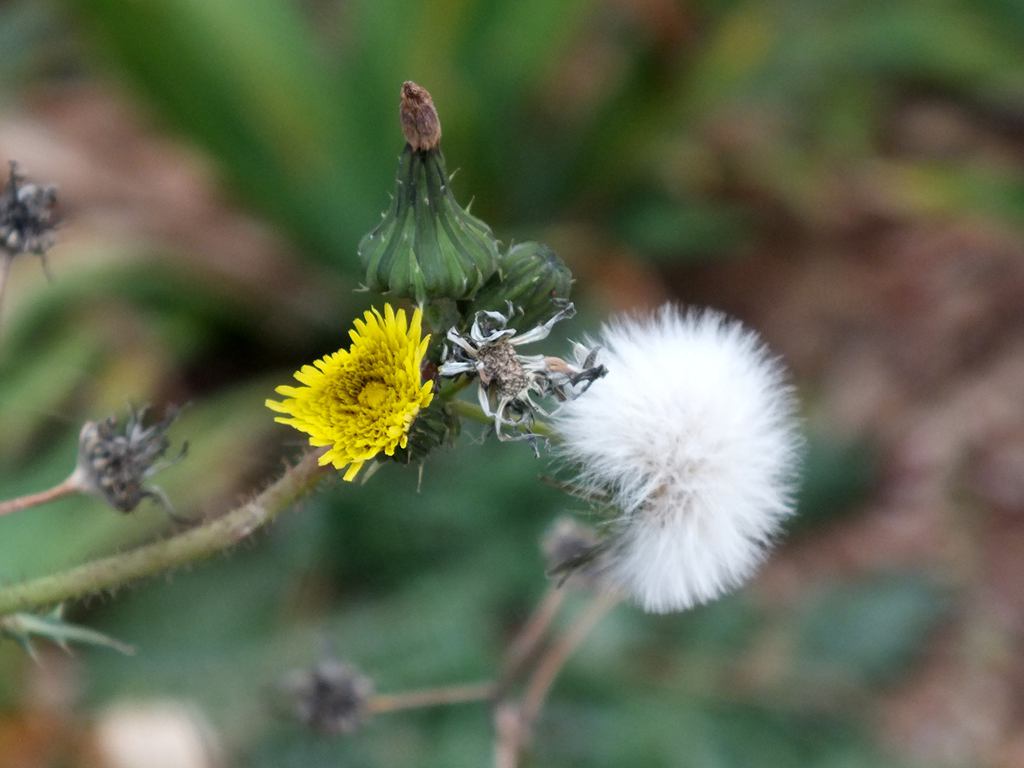 DSCF9692.jpg