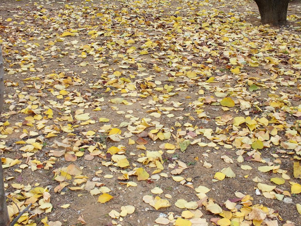 DSCF9852.jpg